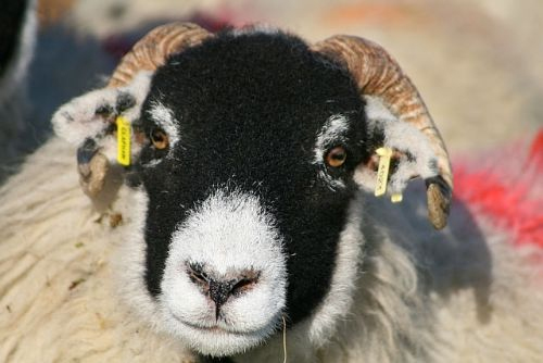 MEP attempts to change EID rules welcomed MEP attempts to change EID rules welcomed