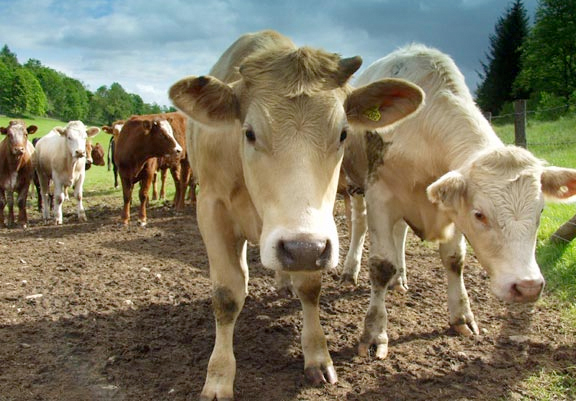 Price volatility is not going away, livestock farmers warned Price volatility is not going away, livestock farmers warned