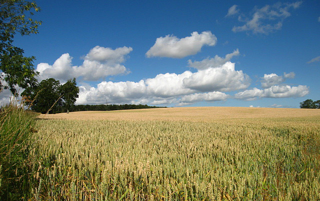 GM crops 'are not harmful' says EU scientist GM crops 'are not harmful' says EU scientist