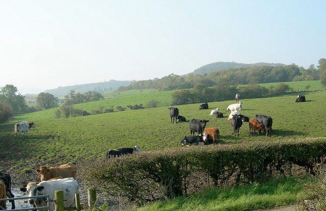 Beef industry future under the spotlight in new report Beef industry future under the spotlight in new report