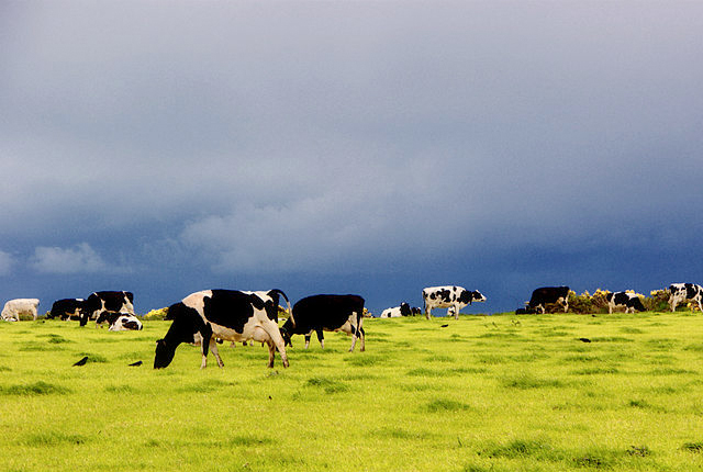 Dairy coalition commits to working strategy Dairy coalition commits to working strategy