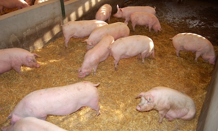 Europe will need sows with the ability to perform under group-housing systems when the new partial stall ban comes into force in 2013 Europe will need sows with the ability to perform under group-housing systems when the new partial stall ban comes into force in 2013
