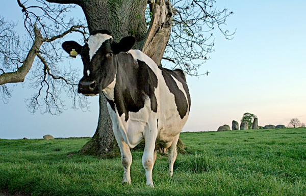 Dairy coalition calls for cuts cash to be given back Dairy coalition calls for cuts cash to be given back