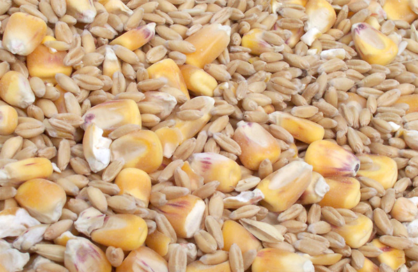 Global grain production at record high Global grain production at record high