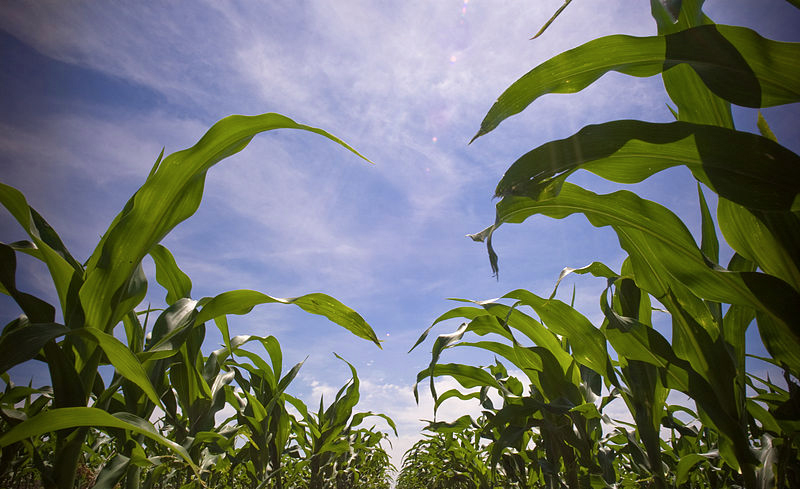 China pork demand could see corn imports rocket China pork demand could see corn imports rocket
