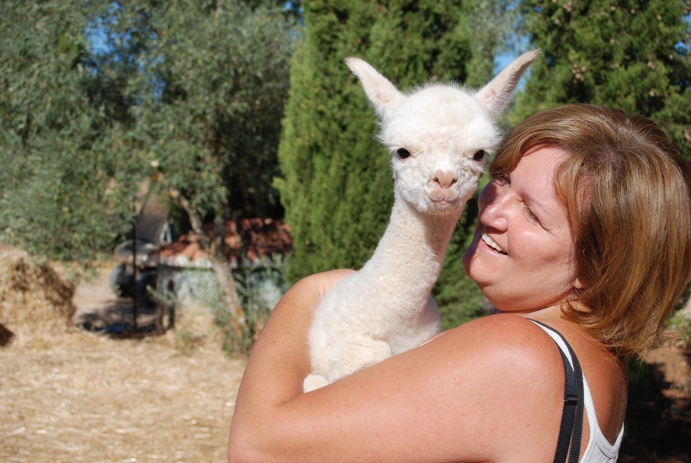 Breeding alpacas in Andalucia Breeding alpacas in Andalucia
