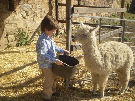 Breeding alpacas in Andalucia Breeding alpacas in Andalucia