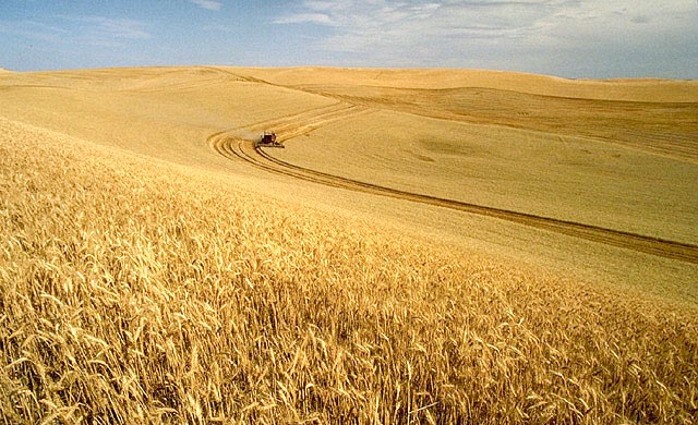 CAP greening 'will strain food production' say farming groups CAP greening 'will strain food production' say farming groups