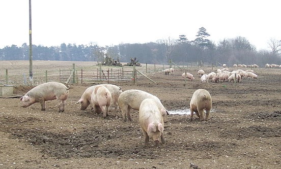 Cameron joins British pork campaign Cameron joins British pork campaign