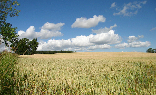 French food agency backs calls for more GM research French food agency backs calls for more GM research