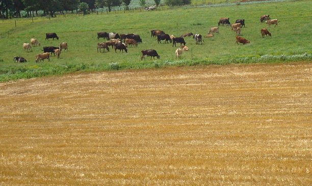 Global droughts curb meat consumption Global droughts curb meat consumption