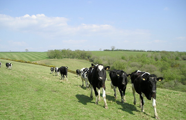 Black and White sale set to attract elite dairy genetics Black and White sale set to attract elite dairy genetics