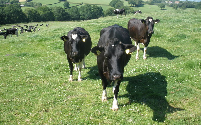 Disease eradication tops agenda at BVA meeting Disease eradication tops agenda at BVA meeting