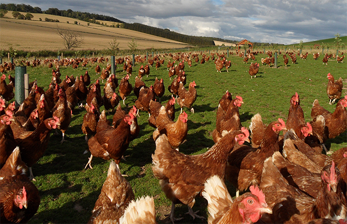High feed prices continue to affect poultry margins High feed prices continue to affect poultry margins