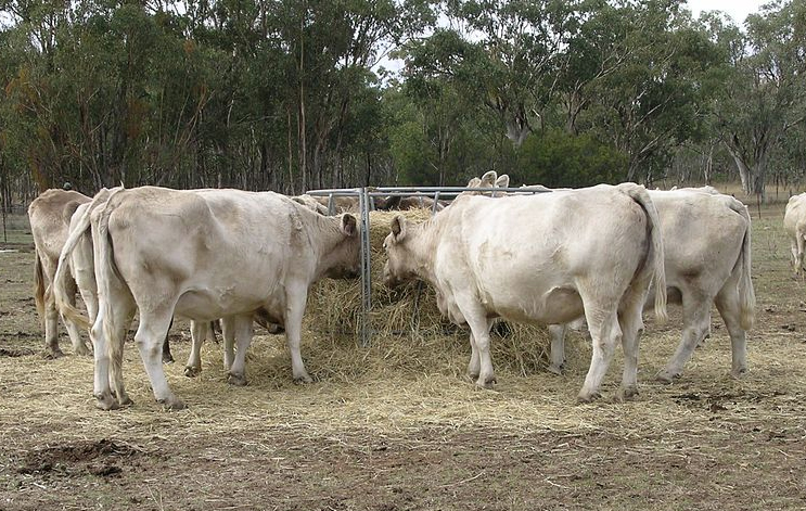 Australian beef exporters facing new hurdles Australian beef exporters facing new hurdles