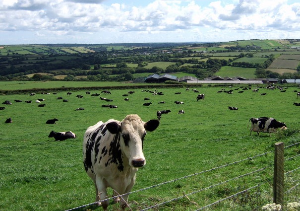 TB report shows complexity of disease, say vets TB report shows complexity of disease, say vets