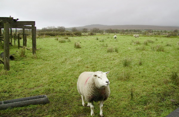 Sheep sector must retain confidence, NFU warns Sheep sector must retain confidence, NFU warns