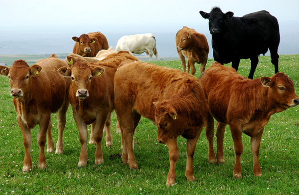 Global beef prices to reach record levels in 2013 Global beef prices to reach record levels in 2013