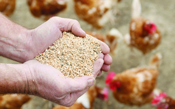 Weather and feed costs denting farmer confidence Weather and feed costs denting farmer confidence
