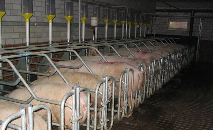Europe's pig farmers flout Brussels stalls ban Europe's pig farmers flout Brussels stalls ban