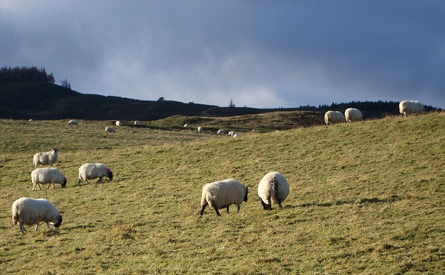 Disease fears blight early lambing season Disease fears blight early lambing season