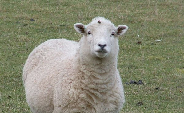 Retailers need to back struggling UK lamb, says union Retailers need to back struggling UK lamb, says union