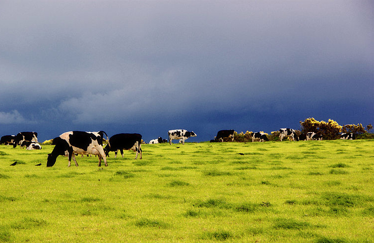 Red Tractor consults on dairy welfare measures Red Tractor consults on dairy welfare measures