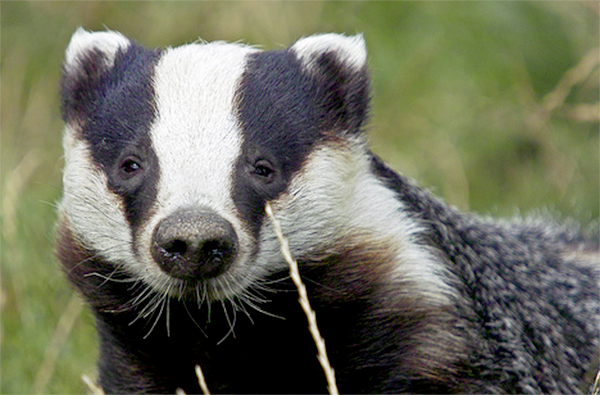 Research reveals level of illegal badger culling Research reveals level of illegal badger culling
