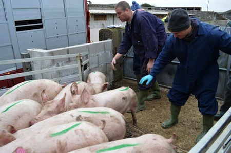Bound for Georgia. Genetically advanced breeding pigs being loaded at an ACMC farm for their journey to stock a brand new 6-million Euro unit in Georgia Bound for Georgia. Genetically advanced breeding pigs being loaded at an ACMC farm for their journey to stock a brand new 6-million Euro unit in Georgia
