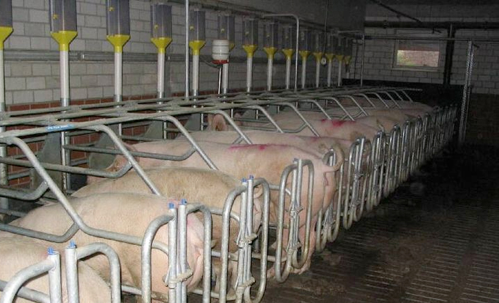 Retailers challenged over illegal meat Retailers challenged over illegal meat