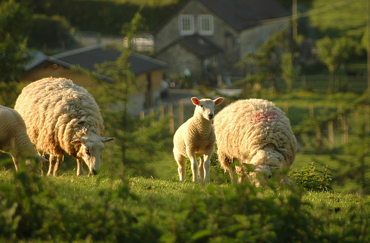 FUW stresses vigilance over sheep rustling FUW stresses vigilance over sheep rustling