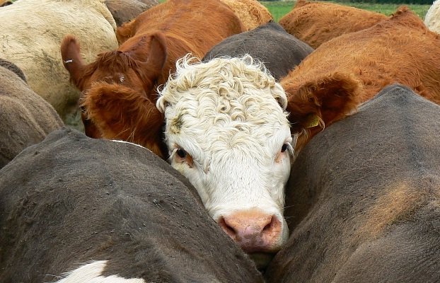 Beef industry urged to unite behind farm assurances Beef industry urged to unite behind farm assurances