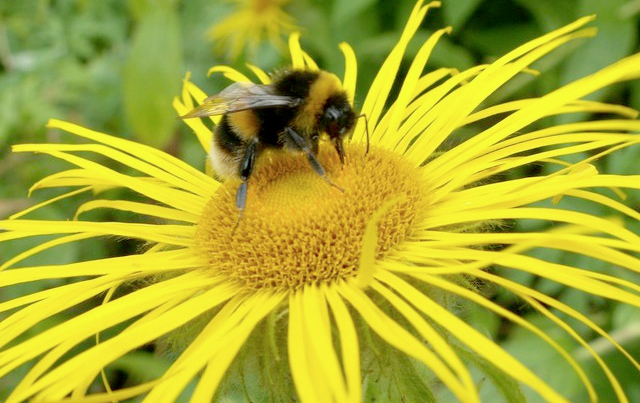 Commission amending honey law to hide GM pollen Commission amending honey law to hide GM pollen