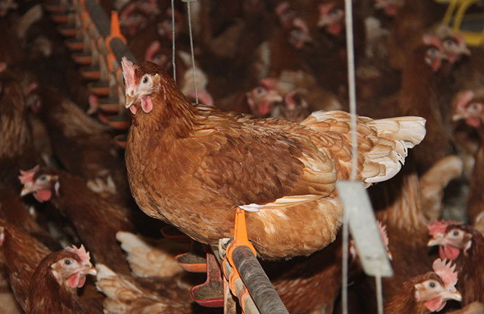 Reducing feather pecking: An objective assessment Reducing feather pecking: An objective assessment