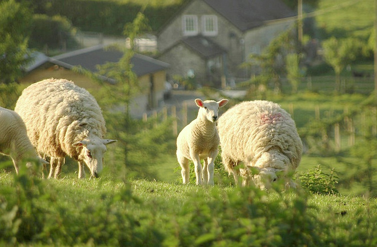 Sheep sector confidence 'at rock bottom' Sheep sector confidence 'at rock bottom'