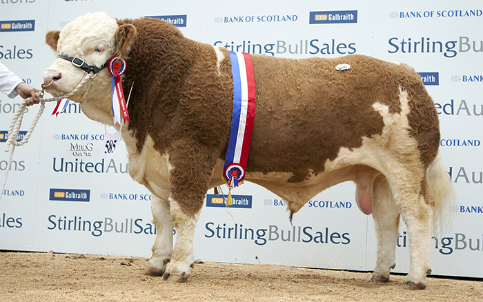 Cogent takes on Comber – the 'ultimate Simmental bull' Cogent takes on Comber – the 'ultimate Simmental bull'