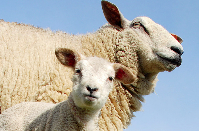 Schmallenberg figures grow as farmers wait on vaccine Schmallenberg figures grow as farmers wait on vaccine