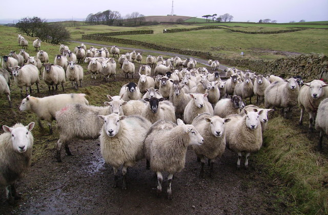 RSPCA has questions to answer over Ramsgate, says NFU RSPCA has questions to answer over Ramsgate, says NFU