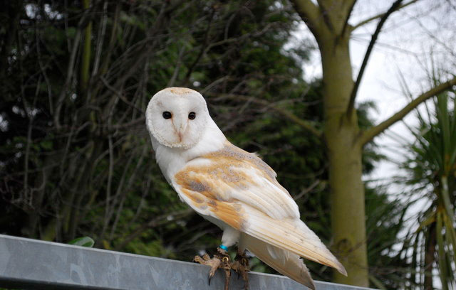 Barn owls thriving despite worst year for wildlife Barn owls thriving despite worst year for wildlife