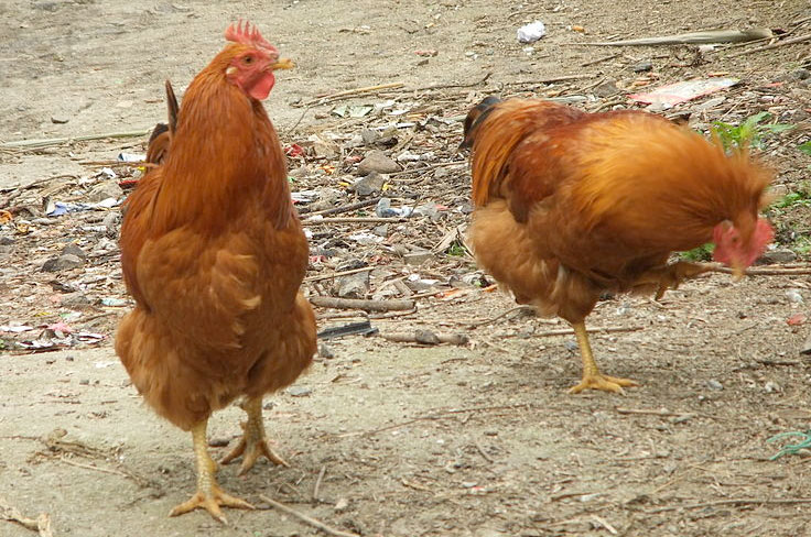 Can China's poultry move out of pork's shadow? Can China's poultry move out of pork's shadow?