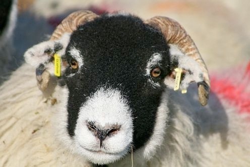 EU sheep tag legislation 'unworkable' say Scottish farmers EU sheep tag legislation 'unworkable' say Scottish farmers