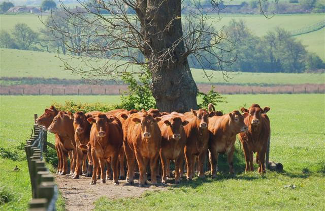 38,000 cattle slaughtered to combat TB in 2012 38,000 cattle slaughtered to combat TB in 2012