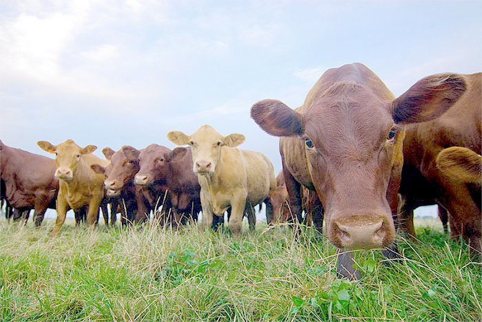 Scotland sees decrease in livestock numbers Scotland sees decrease in livestock numbers