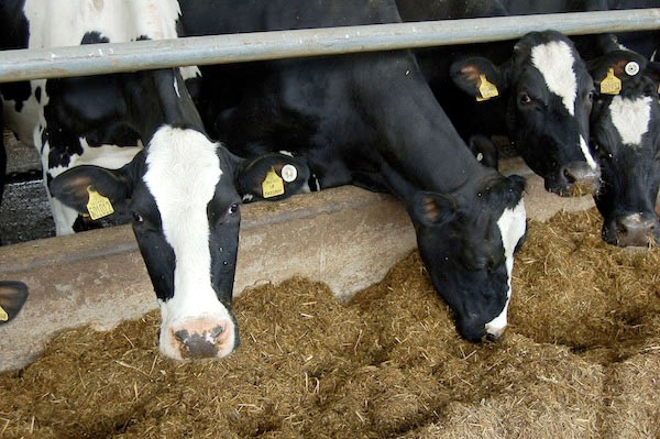 Commit to British farmers, says Dairy Coalition Commit to British farmers, says Dairy Coalition
