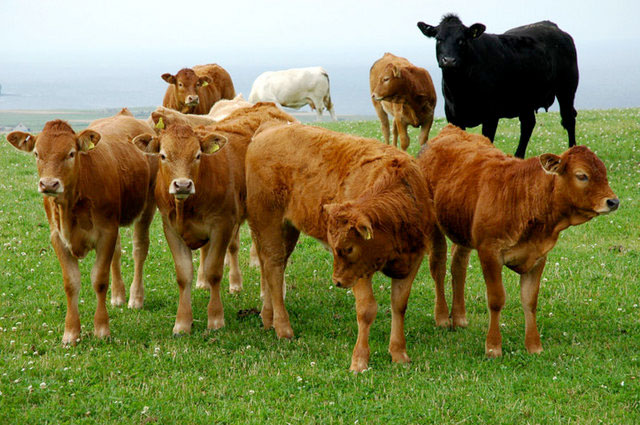 Red Tractor beef 'leading the price lift' says Beef Association Red Tractor beef 'leading the price lift' says Beef Association