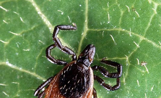 Lyme disease needs more awareness, study shows Lyme disease needs more awareness, study shows
