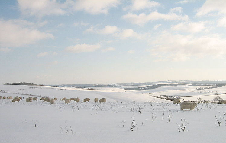 Sheep and cattle perishing in freeze Sheep and cattle perishing in freeze