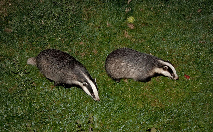 Badger to cattle TB infections are rare, says research Badger to cattle TB infections are rare, says research
