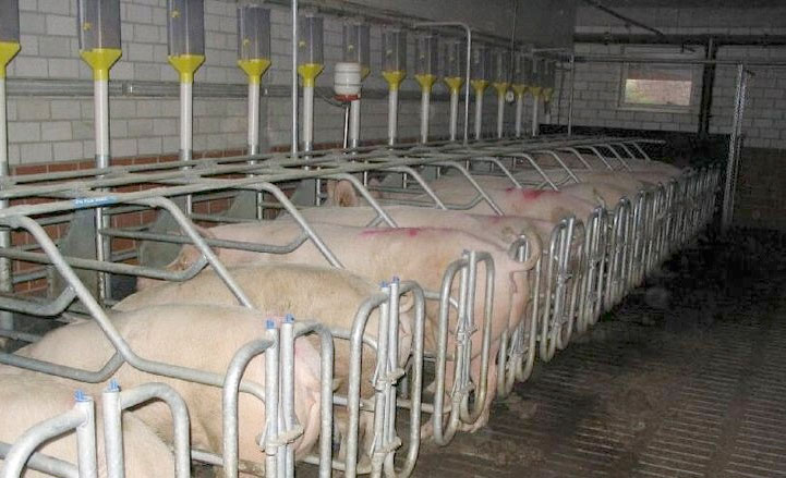 NFU blasts EU policing of pig and poultry welfare NFU blasts EU policing of pig and poultry welfare