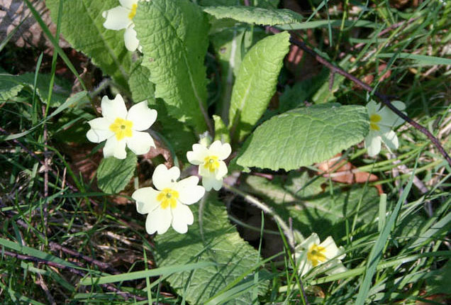 Plant growers report 'catastrophic' spring sales figures Plant growers report 'catastrophic' spring sales figures